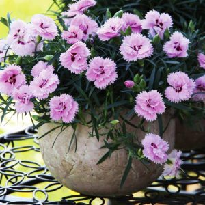 Cerise Me rooted Cerise Me rooted