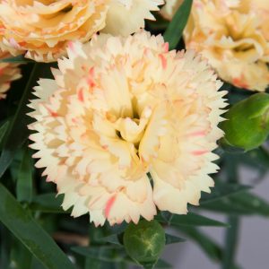 Colores Oro Colores Oro