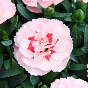 Oscar Pink Star Oscar Pink Star