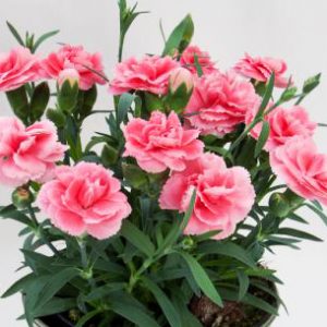 Super Trouper Claire Super Trouper Claire