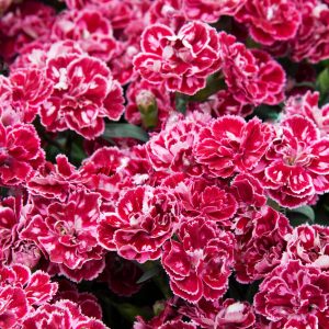 Super Trouper Diwaii2 Super Trouper Diwaii2