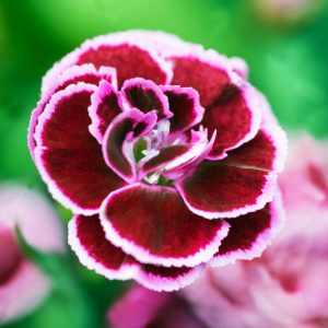 Super Trouper Frodo Super Trouper Frodo