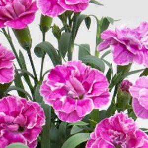 Super Trouper Ilka2 Super Trouper Ilka2