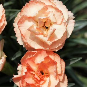 Super Trouper Sorbet Super Trouper Sorbet