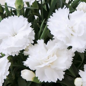 Super Trouper Witta Super Trouper Witta